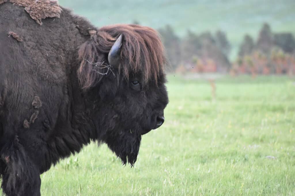 a male bison, his shedding coat makes it look like he's wearing a wig