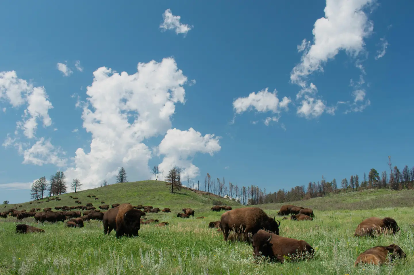 green pasture full of buffalo